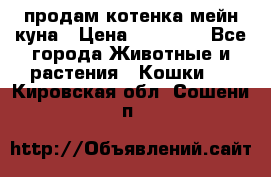 продам котенка мейн-куна › Цена ­ 35 000 - Все города Животные и растения » Кошки   . Кировская обл.,Сошени п.
